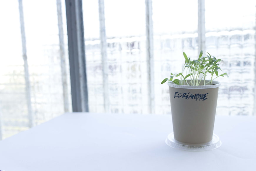 Potted Coriander Herb Plant on White Table by Window