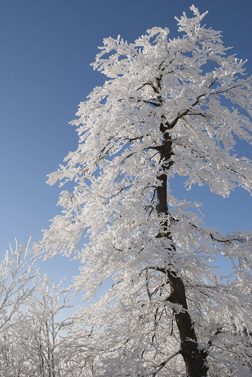 Frost-covered tree branches against a clear blue winter sky