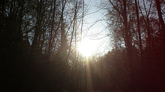 Sun rays shining through bare trees in a forest