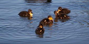 Cute ducklings swimming in a pond at sunset