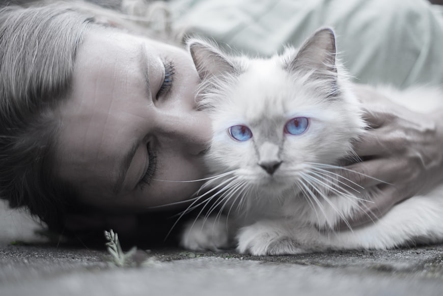 Woman cuddling fluffy white cat with blue eyes
