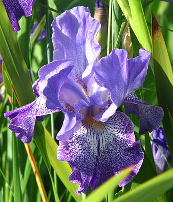 Close-up of a purple bearded iris flower in sunlight