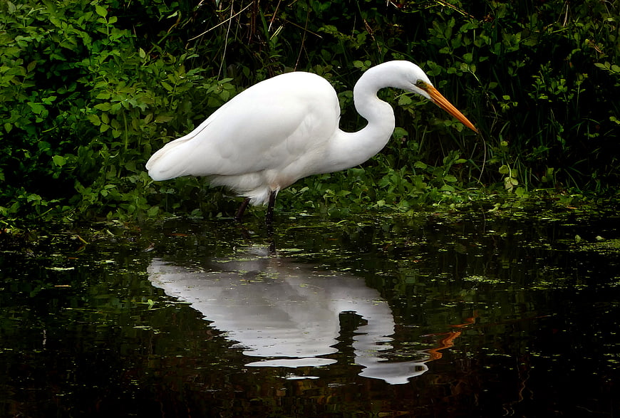 Great Egret Standing in Shallow Water with Reflection