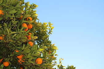 Ripe Oranges on Tree Branches Against Blue Sky