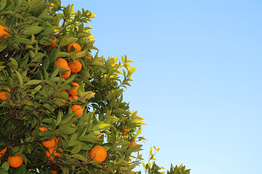 Ripe Oranges on Tree Branches Against Blue Sky