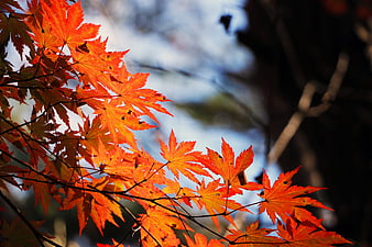 Vibrant Red Maple Leaves Backlit by Sunlight in Autumn