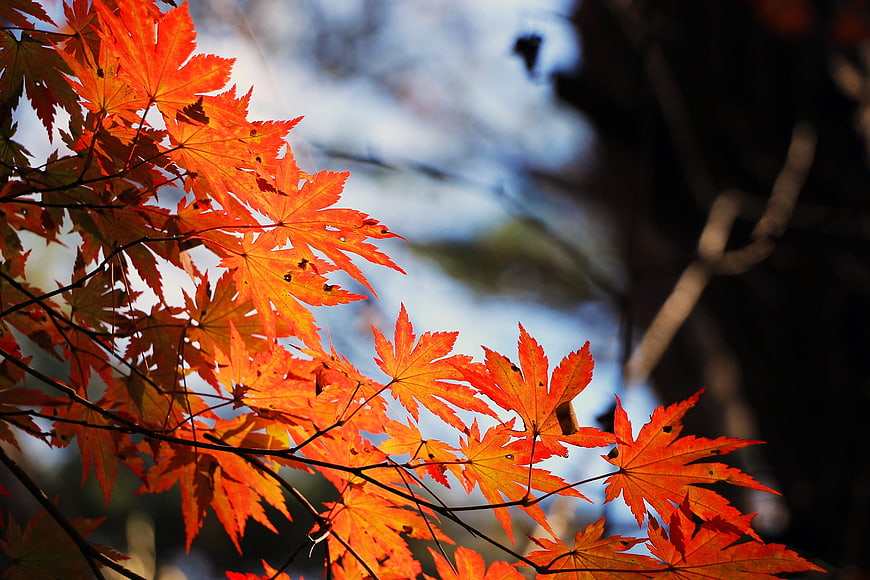 Vibrant Red Maple Leaves Backlit by Sunlight in Autumn