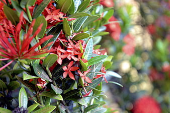 Vibrant Red Ixora Flowers with Green Leaves