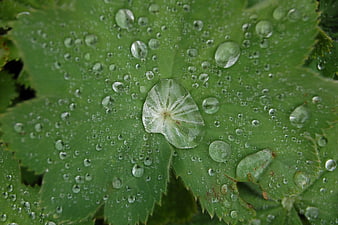 Macro photography of water droplets on a green leaf