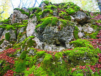 Mossy Rock Formation in Autumn Forest with Red Leaves