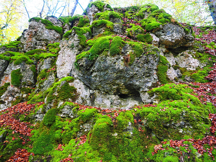 Mossy Rock Formation in Autumn Forest with Red Leaves