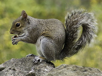 Gray Squirrel Eating Nut on Rock in Nature