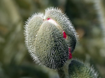 Close-up of Hairy Red Poppy Bud in Spring Garden