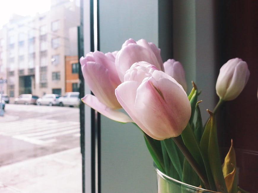 Pink Tulips in Glass Vase by Window
