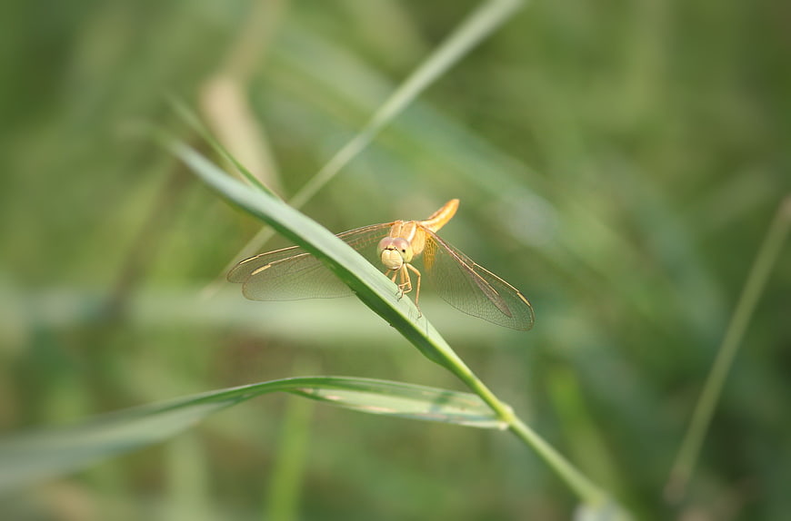 Golden Dragonfly Perched on Green Grass Blade