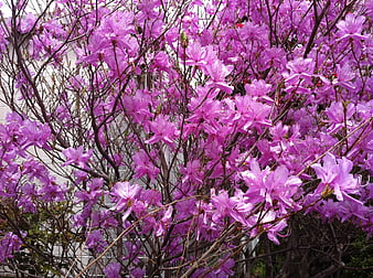 Vibrant Purple Azalea Bush in Full Bloom