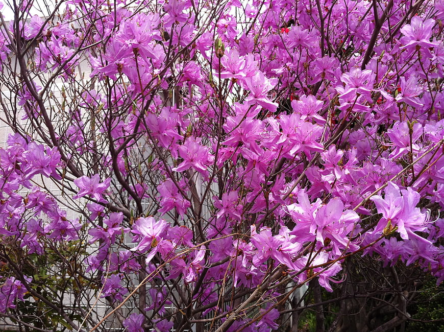 Vibrant Purple Azalea Bush in Full Bloom