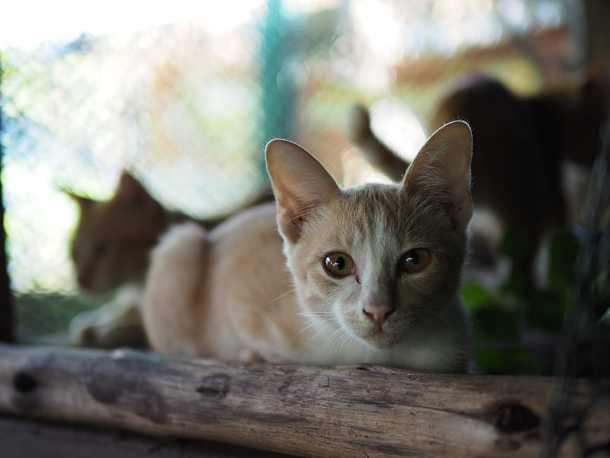 Cute Orange and White Kitten Resting on Wooden Log