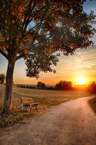 Rural Countryside Path With Wooden Bench And Tree At Sunset