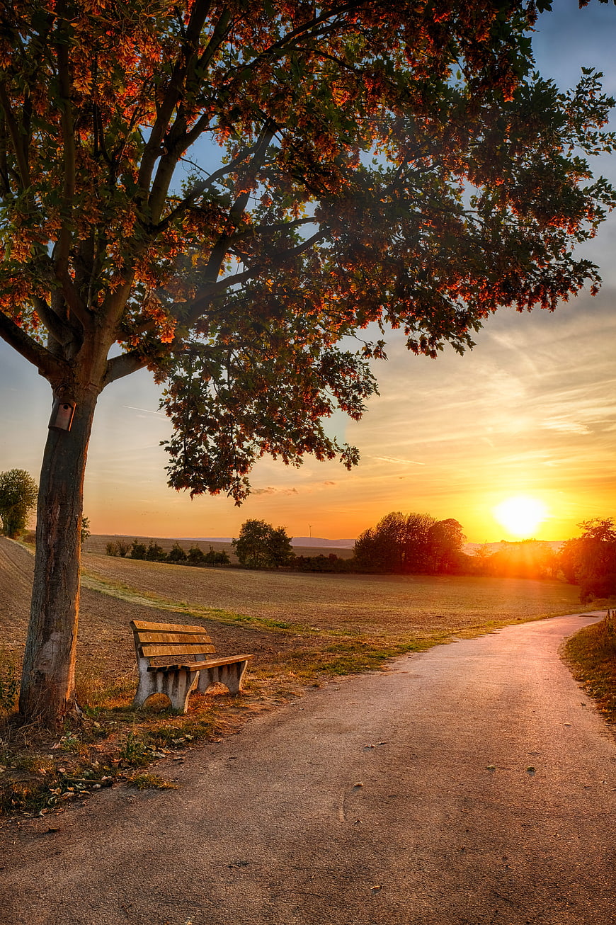 Rural Countryside Path With Wooden Bench And Tree At Sunset
