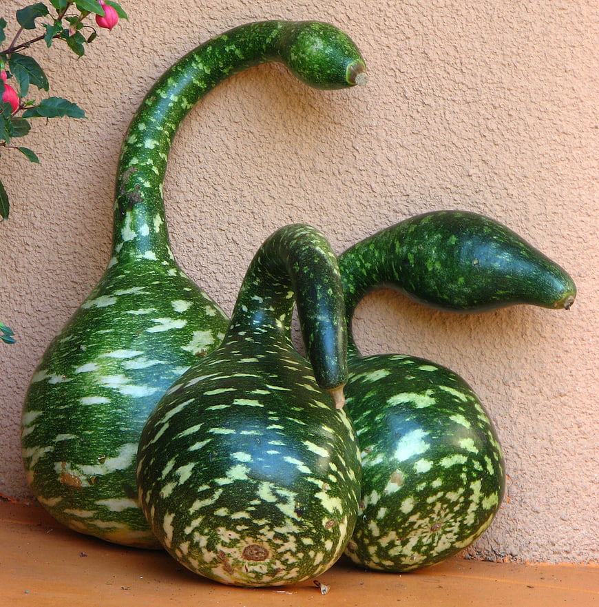 Three Green Swan Gourds with Curved Necks on Terracotta Surface