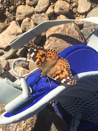 Painted Lady Butterfly Resting on Blue Hiking Shoe