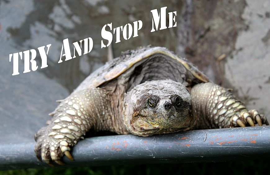 Snapping Turtle On Metal Rail With Try And Stop Me Quote