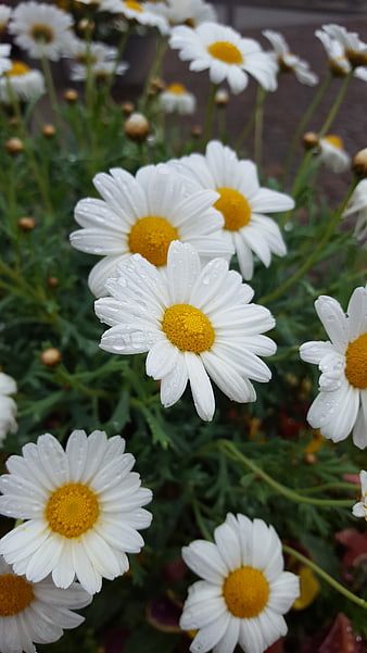 Close-up of white daisies with yellow centers and raindrops