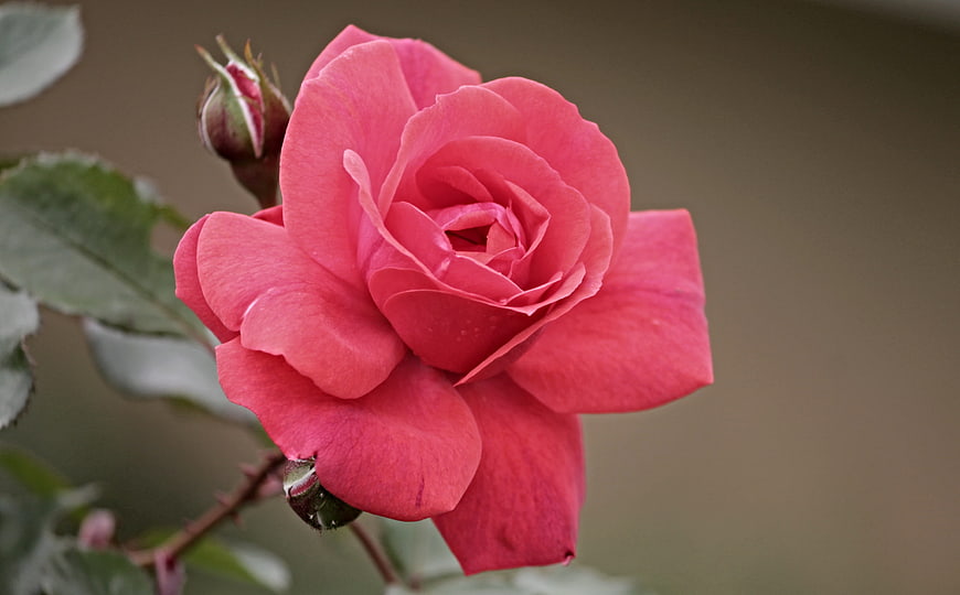 Close-up of vibrant pink rose with blurred background