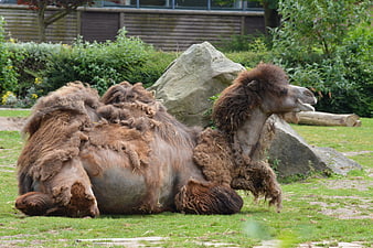 Bactrian camel shedding fur resting on grass in zoo enclosure
