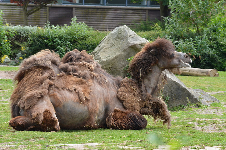 Bactrian camel shedding fur resting on grass in zoo enclosure
