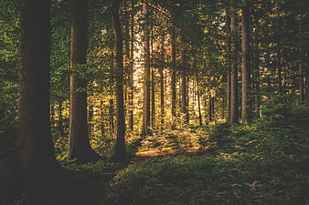 Sunlit Forest Path with Golden Hour Light