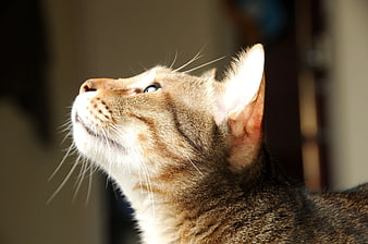 Close-up of a brown tabby cat looking up in sunlight