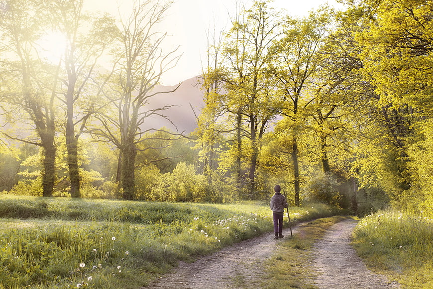 Man Walking on Forest Path in Golden Sunlight