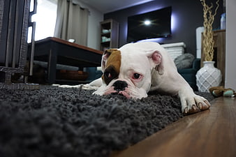 Sad English Bulldog Puppy Lying on Carpet in Living Room