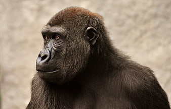 Close-up portrait of a contemplative gorilla in profile