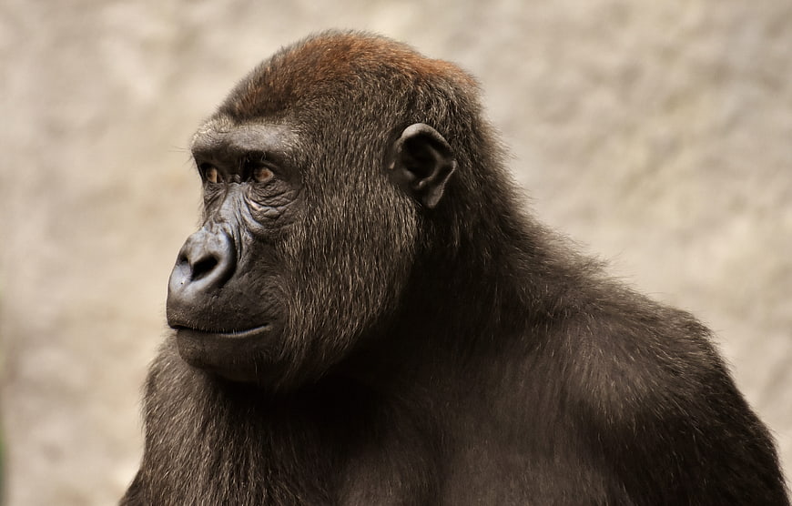 Close-up portrait of a contemplative gorilla in profile