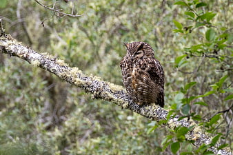 Great Horned Owl Perched on Mossy Branch in Forest