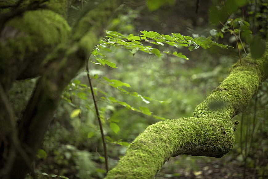 Moss-covered tree branch in a lush green forest