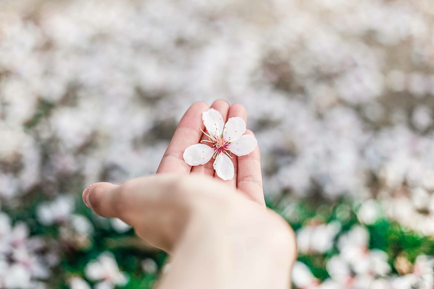 Hand holding delicate white flower blossom against blurred background