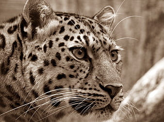 Close-up Sepia Portrait of an Amur Leopard in the Wild