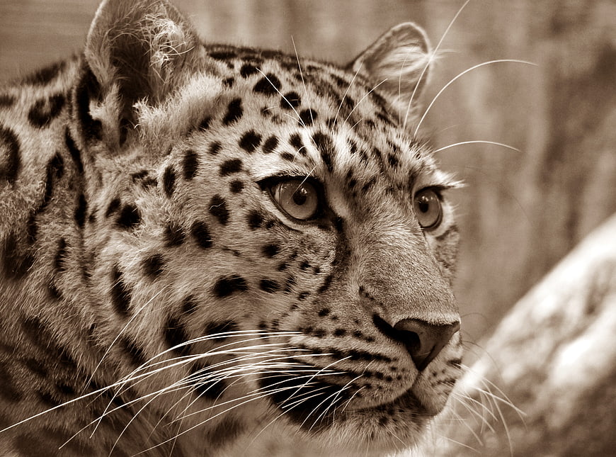 Close-up Sepia Portrait of an Amur Leopard in the Wild