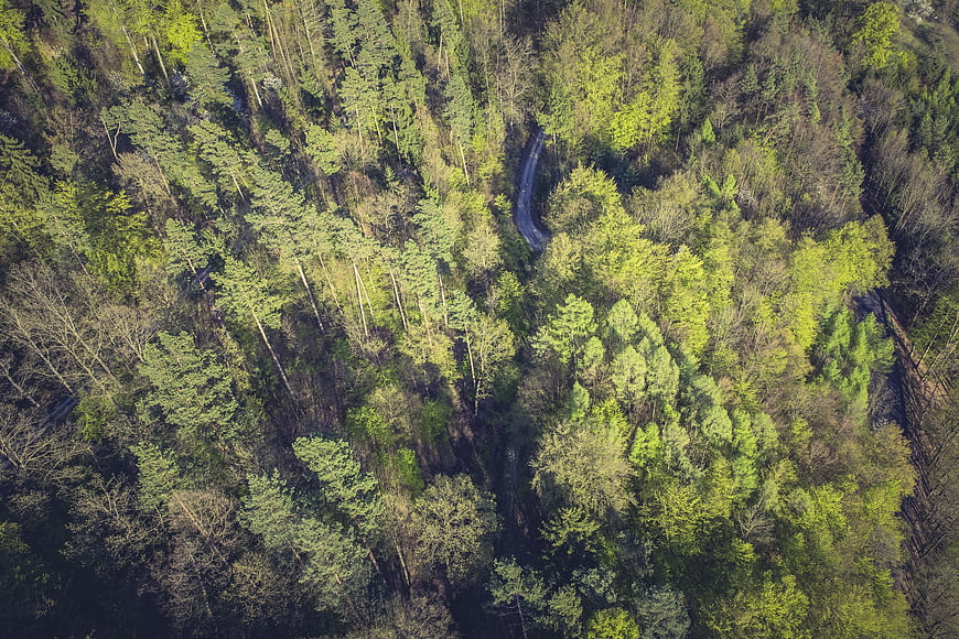 Aerial View of Winding Road Through Dense Green Forest