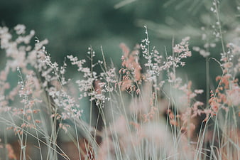 Soft Focus Pink and White Wild Grasses in Nature