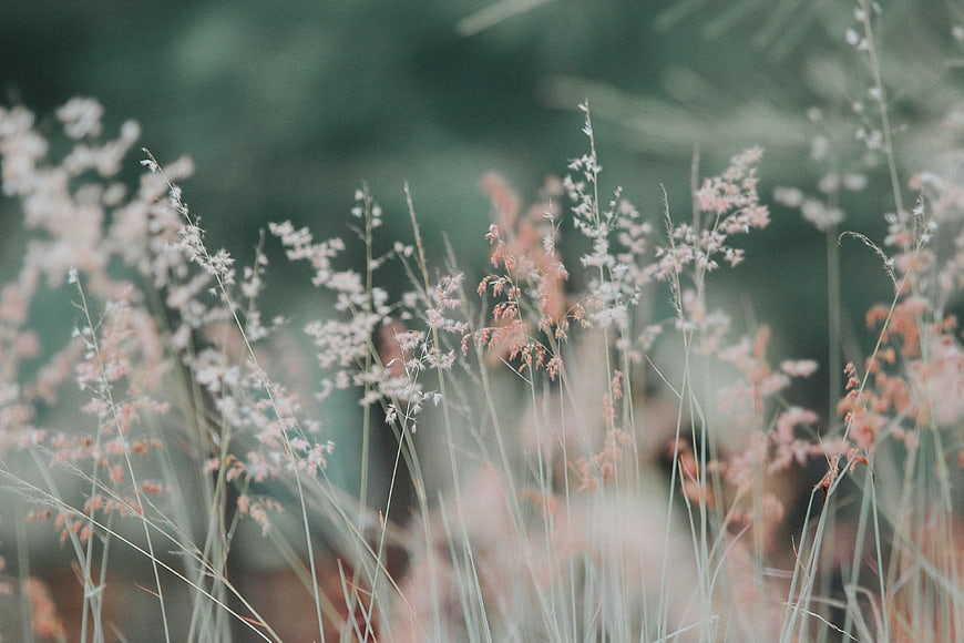 Soft Focus Pink and White Wild Grasses in Nature