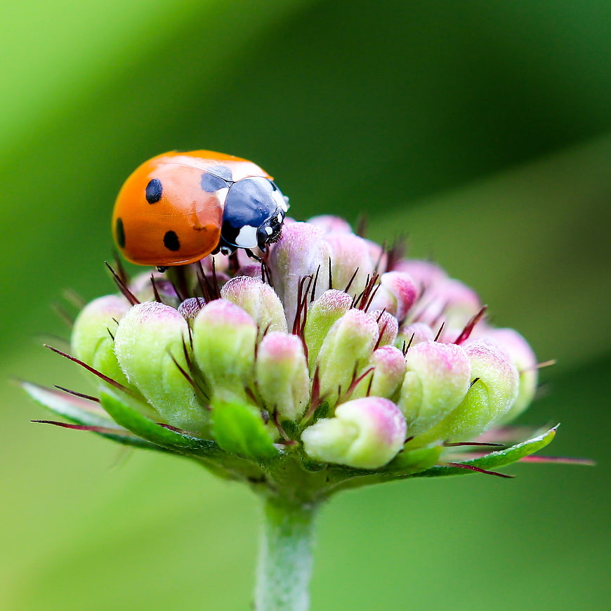 Close-up of a Seven-Spotted Ladybug on a Flower Bud