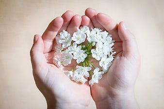 Cupped Hands Holding White Wild Garlic Flowers