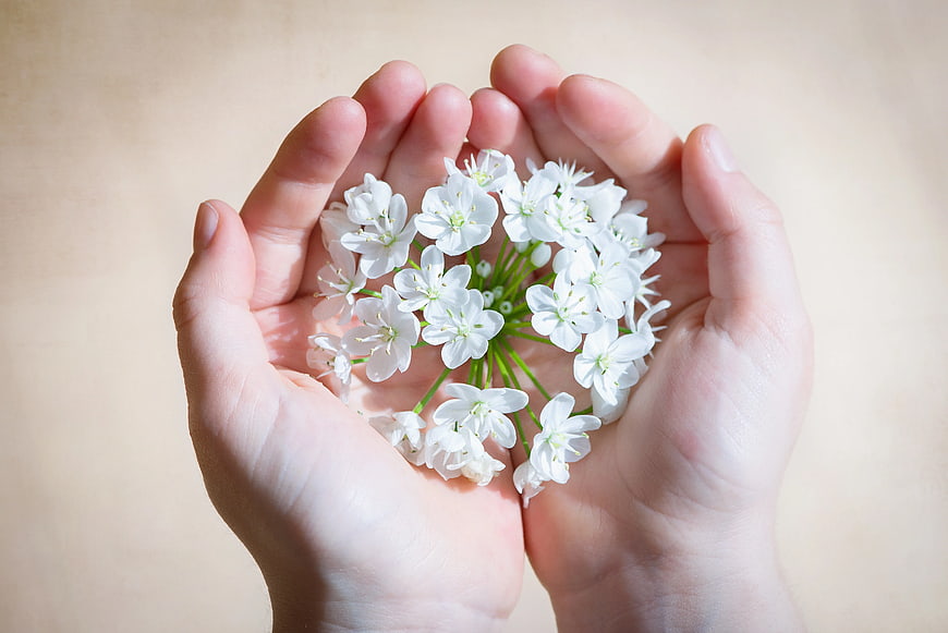 Cupped Hands Holding White Wild Garlic Flowers