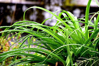 Close-up of vibrant green grass blades with raindrops