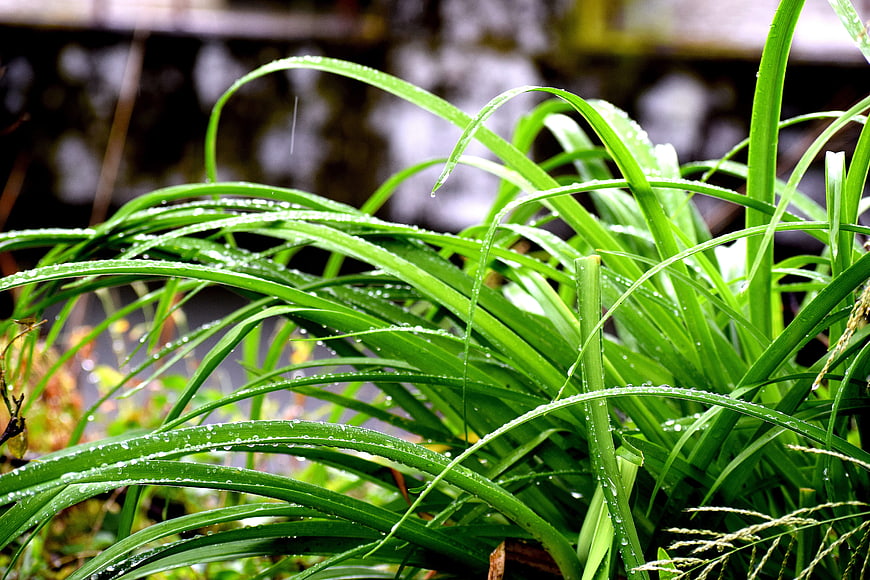 Close-up of vibrant green grass blades with raindrops
